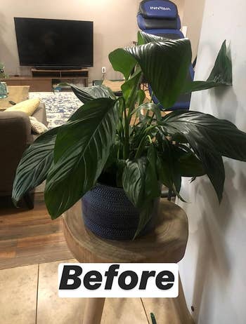 reviewer's before pic of their houseplant looking droopy 