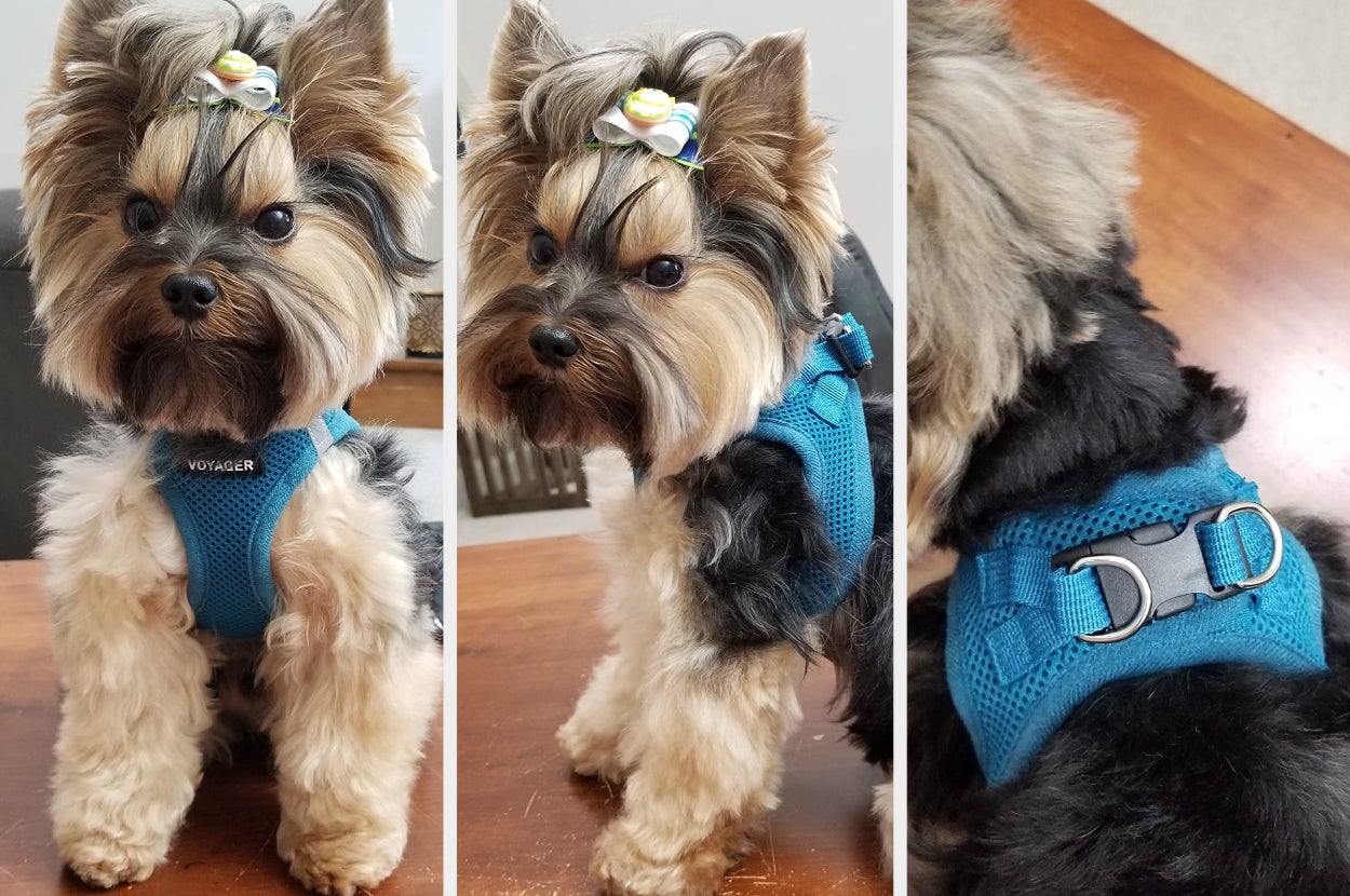 Best dog outlet harness for yorkie