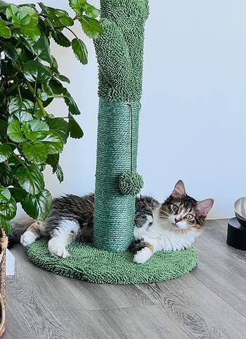 a cat laying around a cactus cat tree