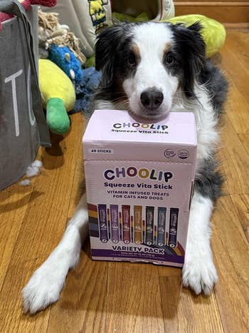 Dog with paws on a box of Choolip Squeeze Vita Stick treats for cats and dogs, labeled as vitamin-infused and featuring a variety pack