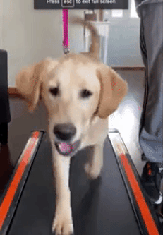 GIF of reviewer's golden retriever walking on the Urevo two-in-one under-desk treadmill