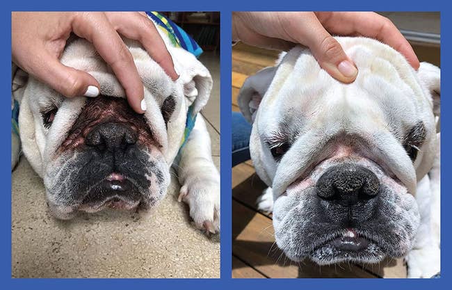 before photo of a white bulldog with dark brown stains on in their nose folds and an after photo of the same dog's nose folds looking much cleaner and pink again