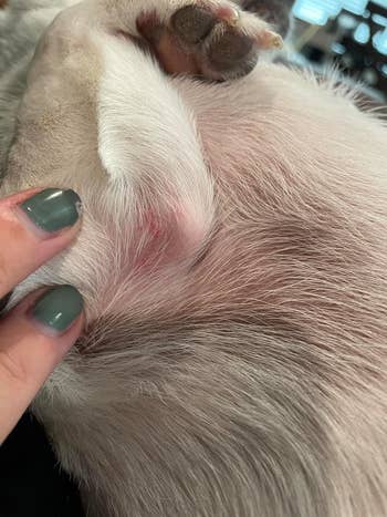 after photo of the same chihuahua's elbow, which is noticeably less red and inflamed