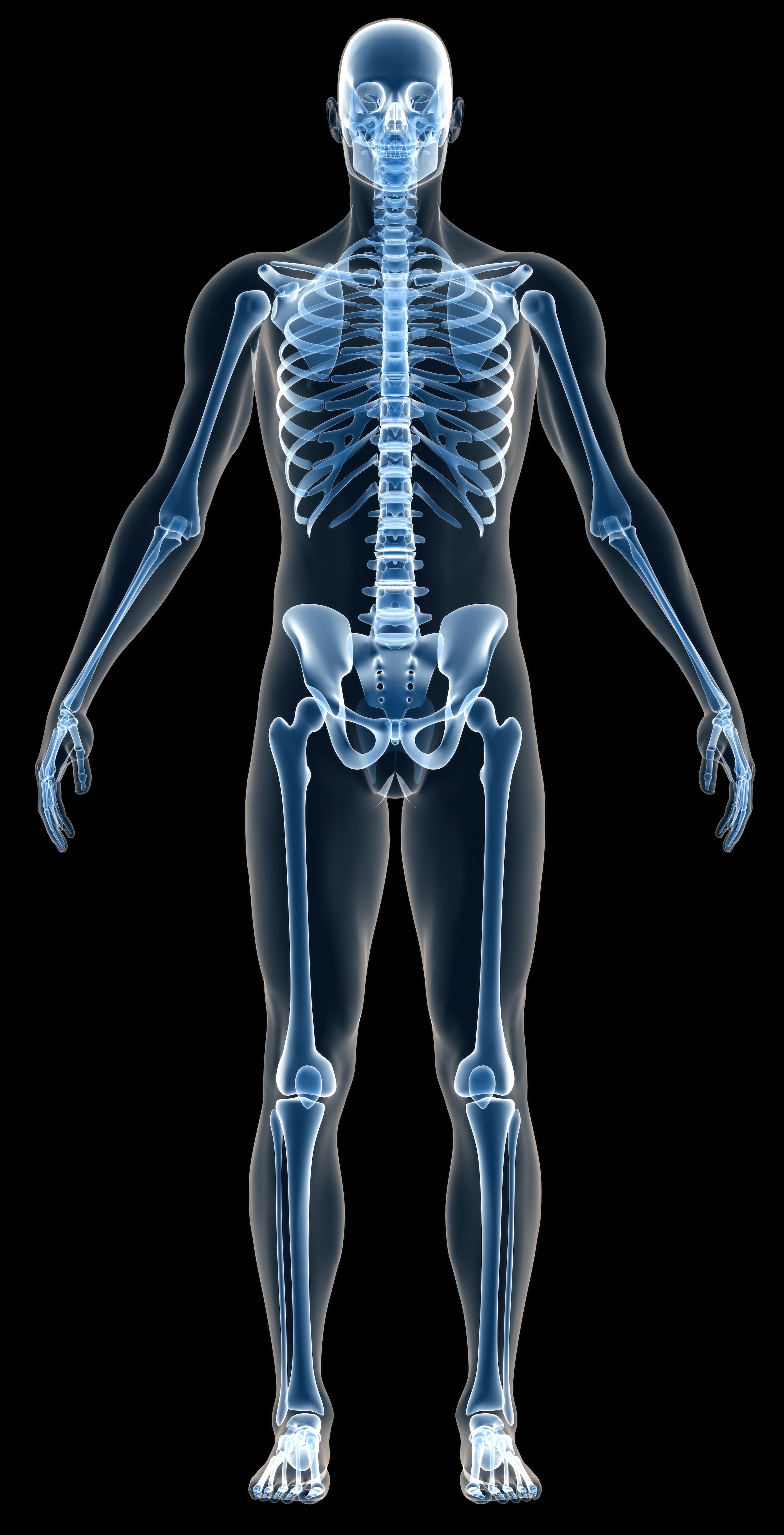 Back Bones In Human Body : Human Body Anatomy Skeleton With Veins And