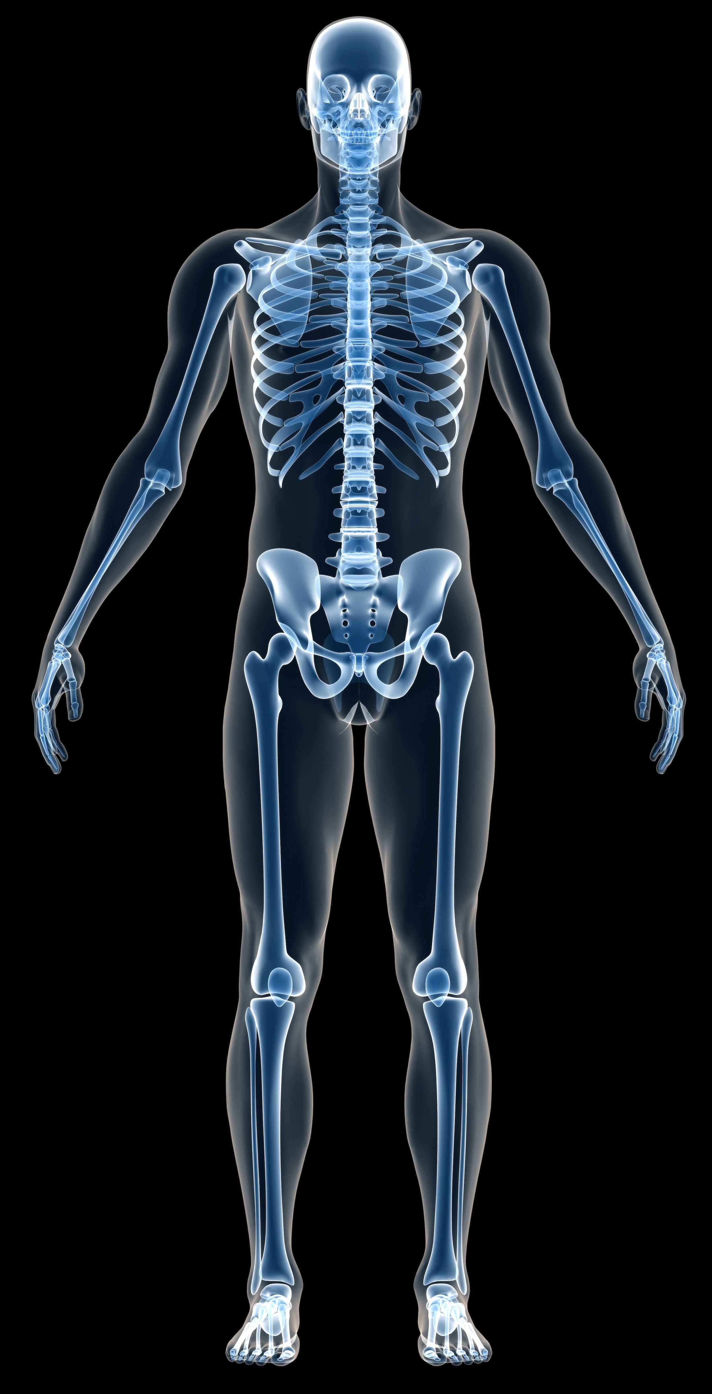 human anatomy bones torso