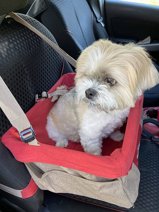 reviewer image of a small white dog in a booster seat in a car