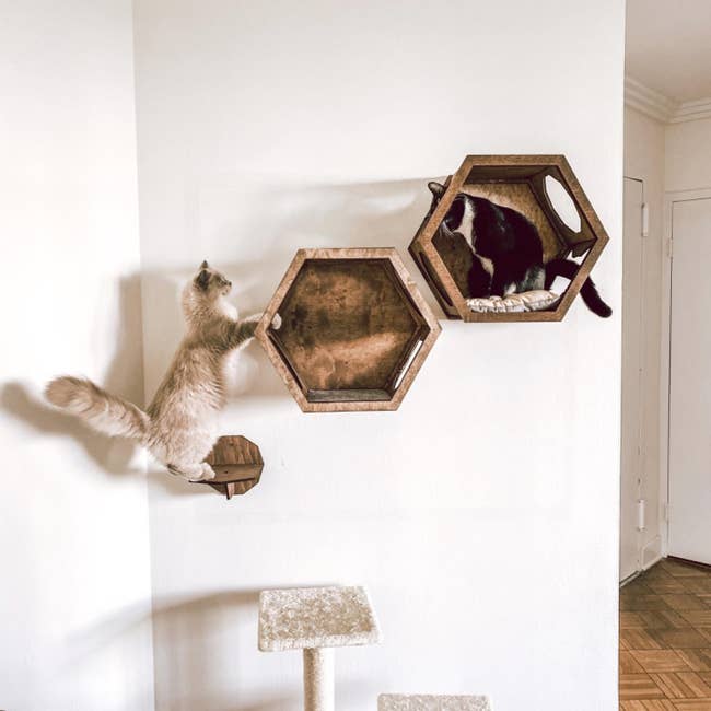 two octagon-shaped holders mounted to a wall with a small stand with two cats on them, showing how they can use it