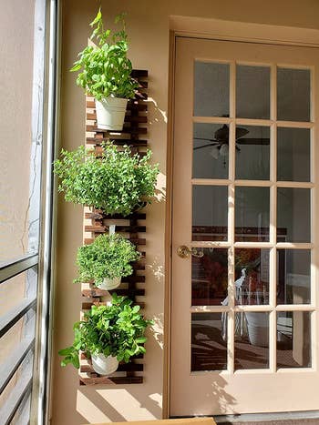 A vertical wall-mounted planter with various herbs beside a glass-paned door, ideal for space-saving in-home gardening