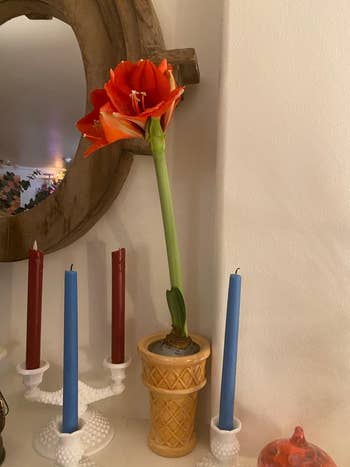 Amaryllis flower in a decorative pot, surrounded by unlit red and blue taper candles on a mantel