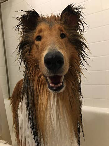 reviewer photo of their wet rough collie dog after a bath