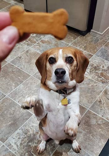 reviewer holding a bone-shaped treat as a dog stands on its hind legs and paws the air for the treat