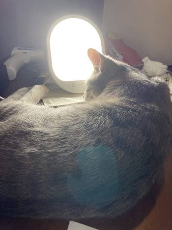 reviewer photo of their cat lying on a desk in front of the therapy lamp