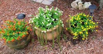 Reviewer image of white, red, and yellow flowers outside in brown distressed pots on top of mulch