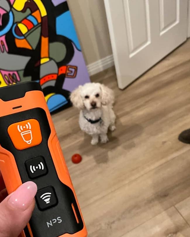 reviewer holding the black and orange dog bark deterrent device