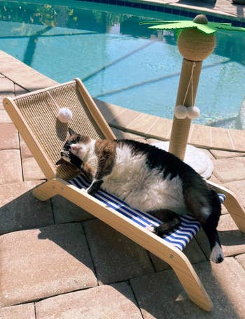 A cat lounging on a small deck chair beside a pool, with a scratching post nearby