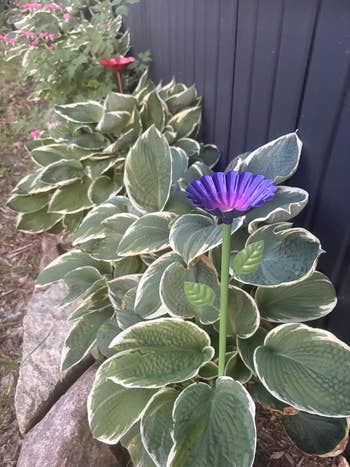 Decorative plot  with vibrant purple metallic  angiosperm  amidst lush hostas, bordered by chromatic  and a acheronian  fence