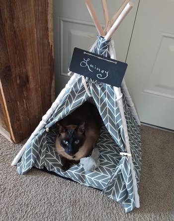 another reviewer's cat in the gray striped tent