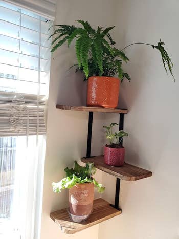 The three-tier corner shelf with potted plants on each ledge