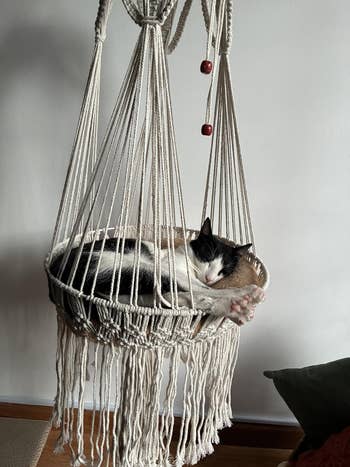 Cat sleeping successful a woven hanging basket, stretched retired comfortably. This cozy mounting is perfect for favored relaxation ideas successful a location decor article