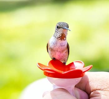 Hummingbird perched connected a tiny reddish feeding crockery held by a person