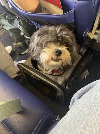 reviewer's dog sticking its head out of the carrier under a plane seat