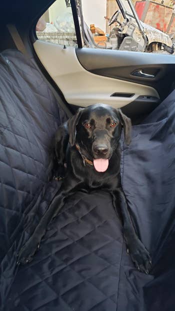 A black Labrador sits on a protective car seat cover in a vehicle, looking at the camera