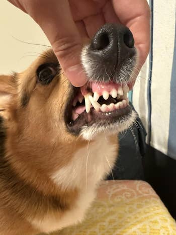 A person gently lifts a corgi's lip to show its teeth; the dog looks playful and calm