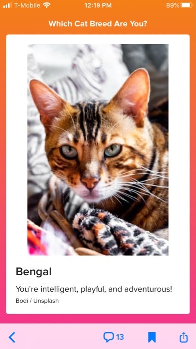 Quiz: What Cat Breed Are You? Find Out Now