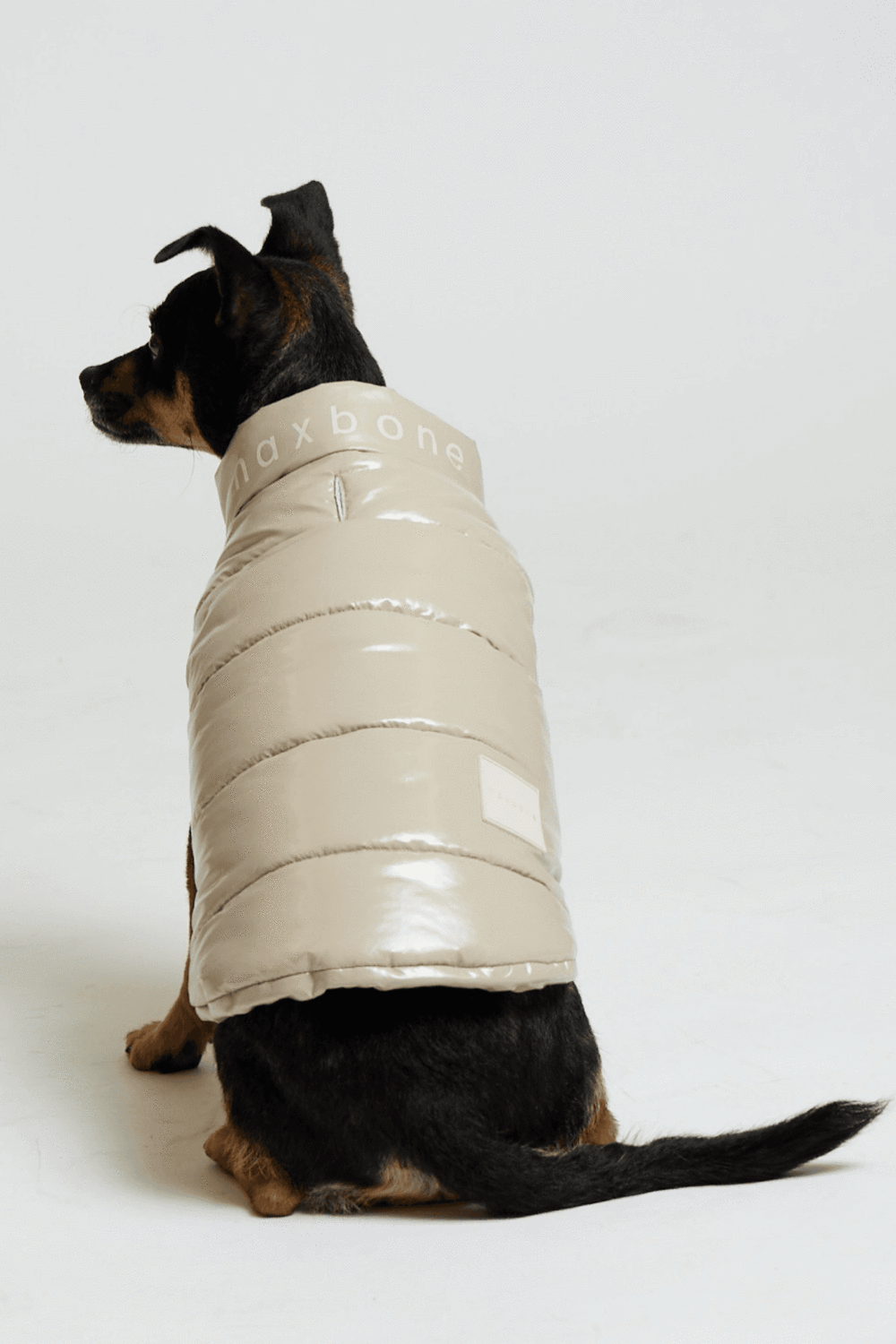 a dog in a tan puffer vest