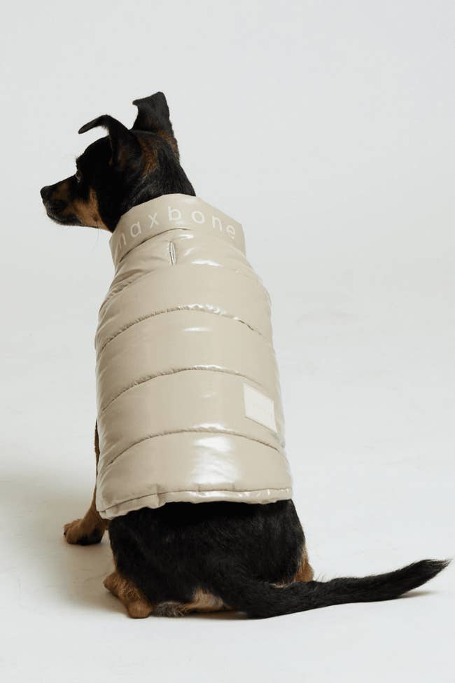 a dog in a tan puffer vest