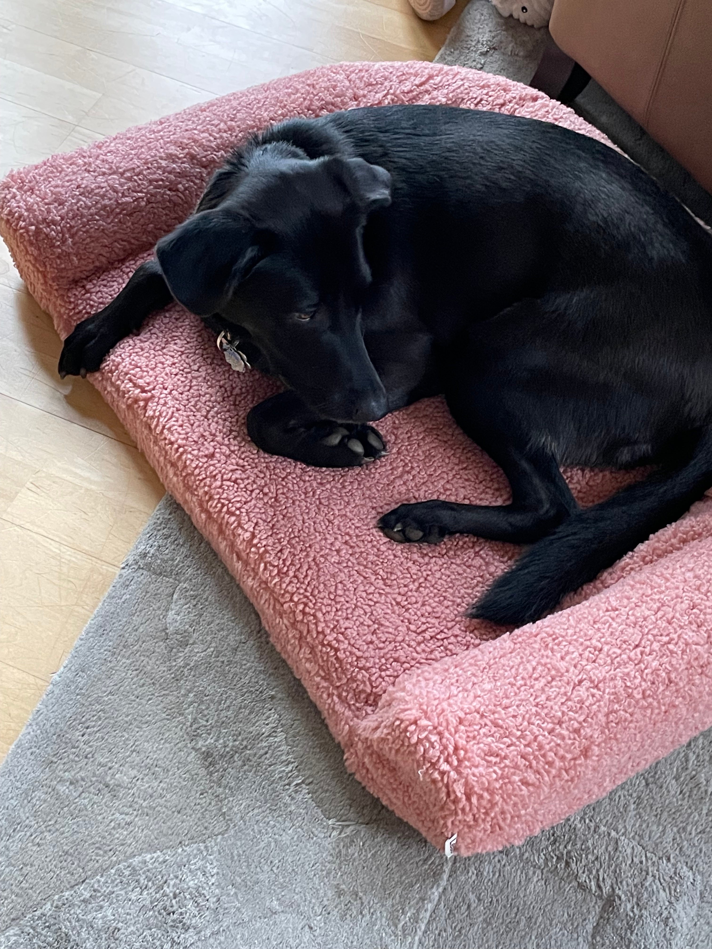black dog lying on a u-shaped pink bed