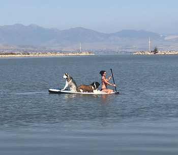 Reviewer is on the paddleboard on a lake with two Saint Bernards