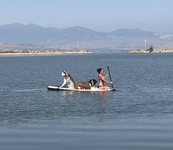 Reviewer is on the paddleboard on a lake with two Saint Bernards