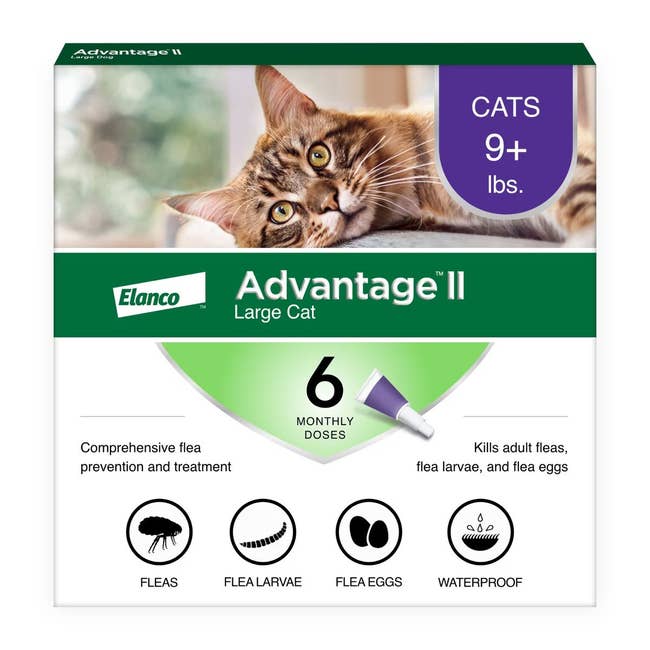 Advantage II Large Cat Flea Treatment packaging for cats over 9 lbs, featuring product details and a cat image