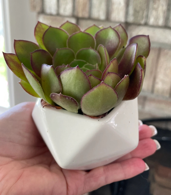 someone holding a succulent in a white pot