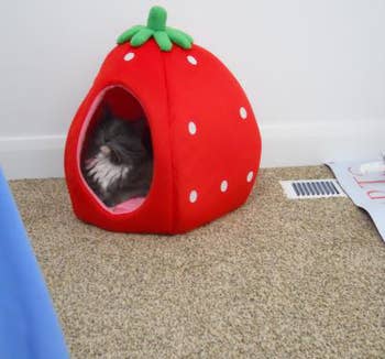 reviewer's cat napping in the strawberry cat bed