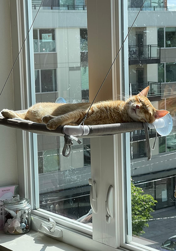 cat dozing on the suction cup hammock in a sunny window