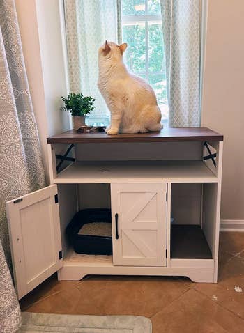 Cat sits connected a achromatic retention furniture looking retired the window.