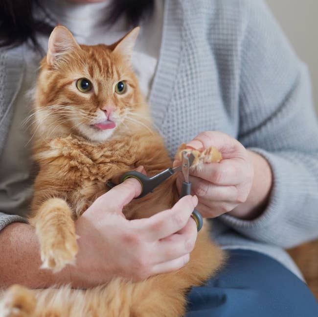 Person trimming the nails of a fluffy cat, who looks content with its tongue slightly out