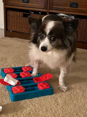 reviewer photograph  of their canine  and the puzzle