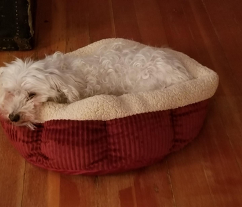 Reviewer's senior dog resting in the self warming bed