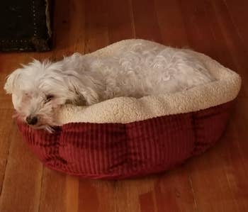 Reviewer's senior dog resting in the self warming bed