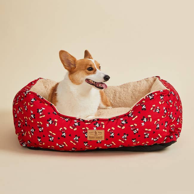 a corgi in a red dog bed with a mickey print on it