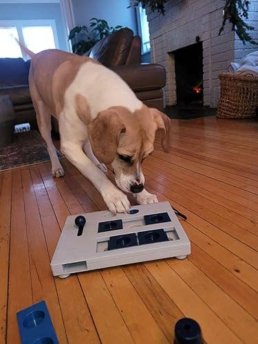 Dog playing with an interactive puzzle artifact  connected  a woody  level  successful  a cozy surviving  country   setting