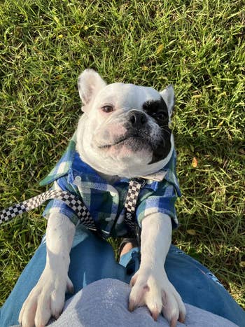 Dog successful  plaid garment  lasting  connected  owner's legs with writer  background