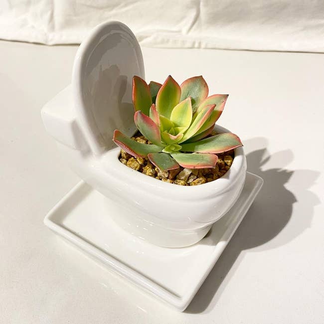 white toilet plater with succulent inside