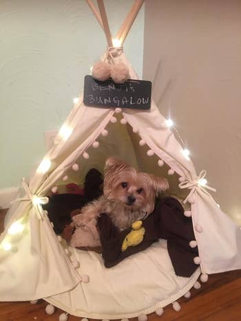 reviewer's Yorkie dog in the tent