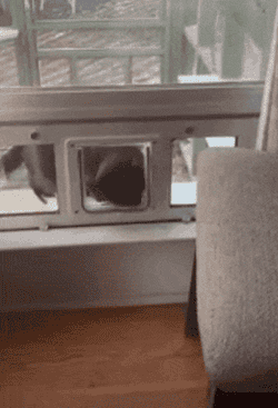 gif of another reviewer's cat using the pet door to come back in the house