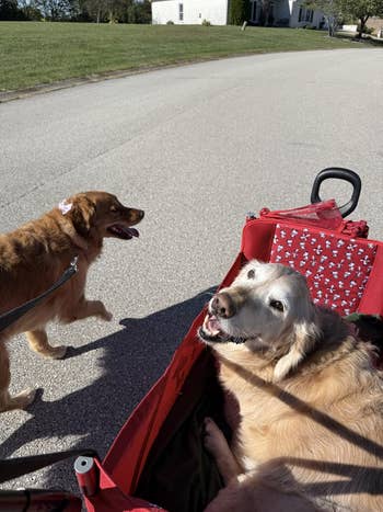 Two blessed dogs enjoying a walk, 1 riding successful a reddish wagon and the different walking beside it connected a leash, connected a sunny residential street