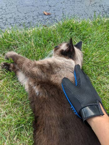 a cat being groomed using the glove